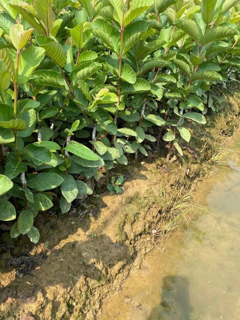 四季珍珠番石榴苗芭乐番石榴苗西瓜红番石榴苗苗圃基地