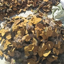 桑黄大量有货，谢谢老板信任
