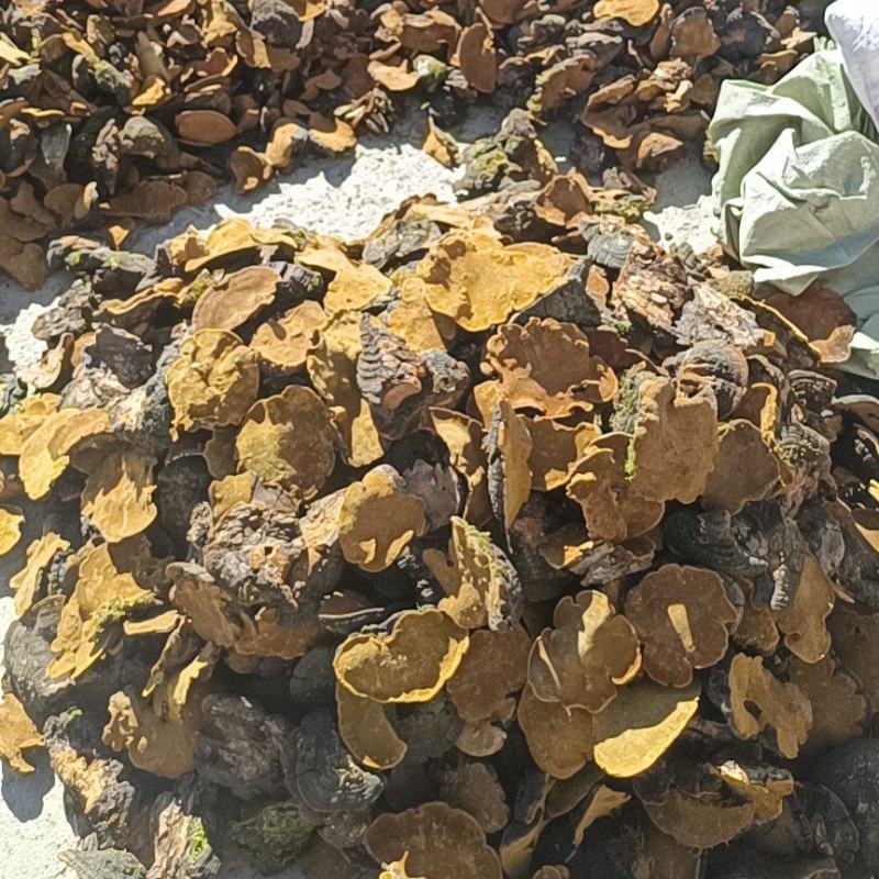 桑黄大量有货，谢谢老板信任