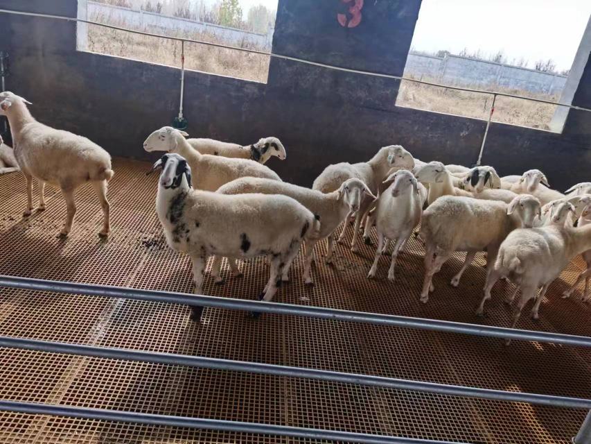 粉羊成年个体全景图