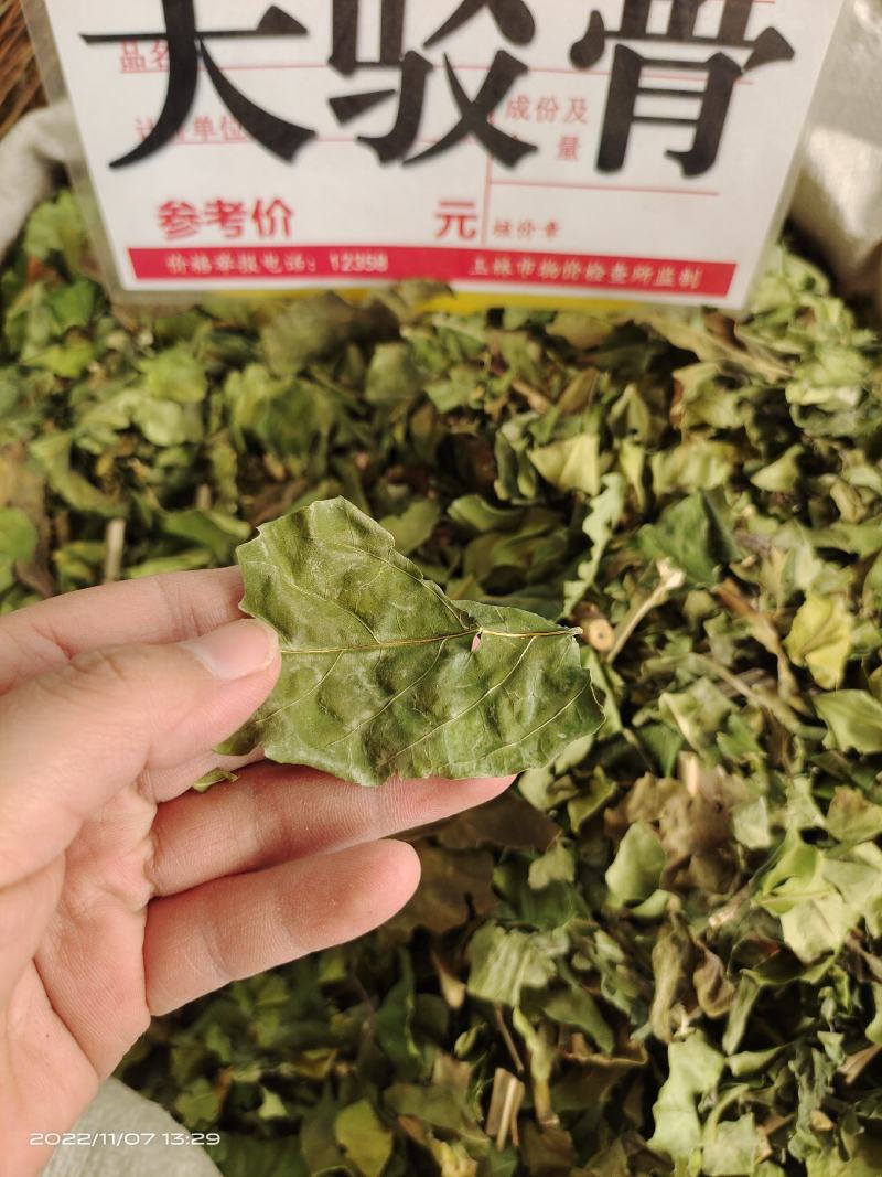 中药材大驳骨新货青绿货源充足保证质量