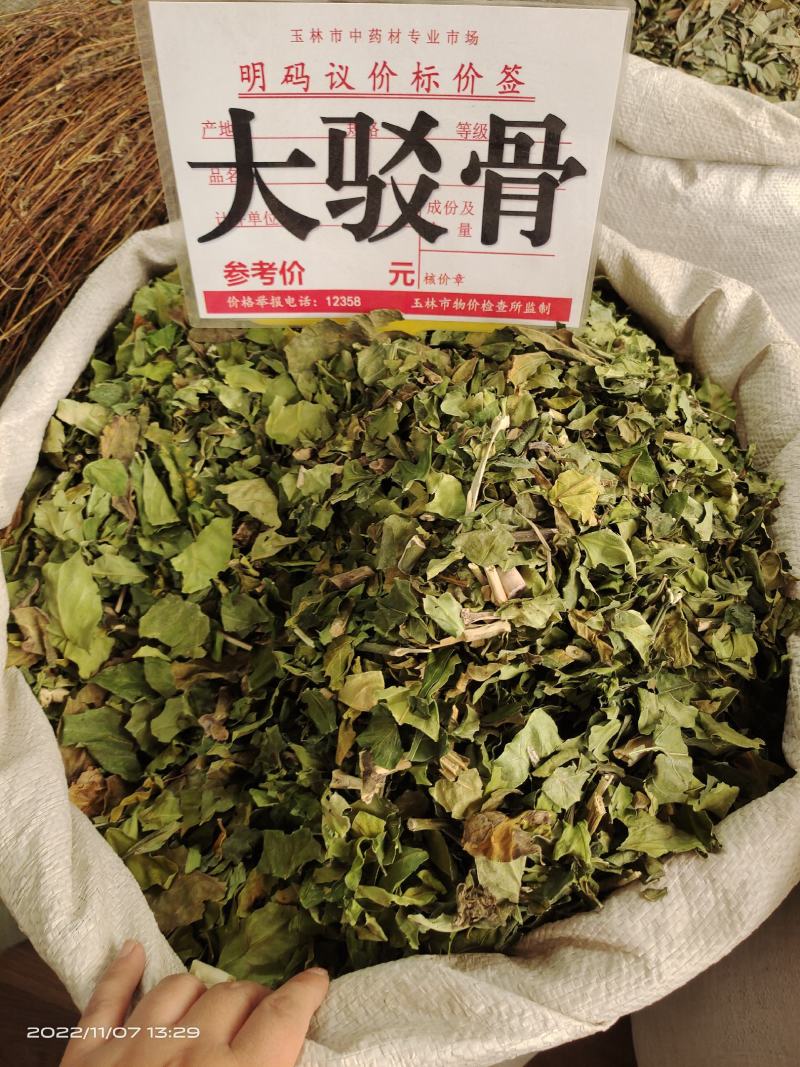 中药材大驳骨新货青绿货源充足保证质量
