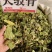中药材大驳骨新货青绿货源充足保证质量