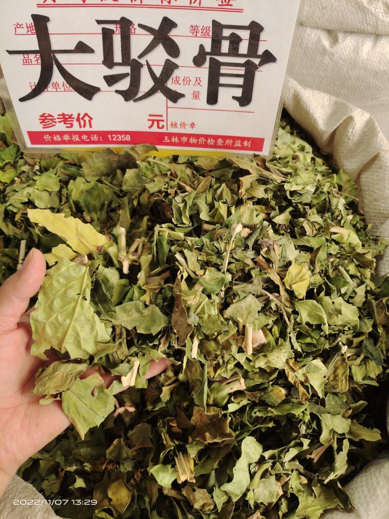 中药材大驳骨新货青绿货源充足保证质量