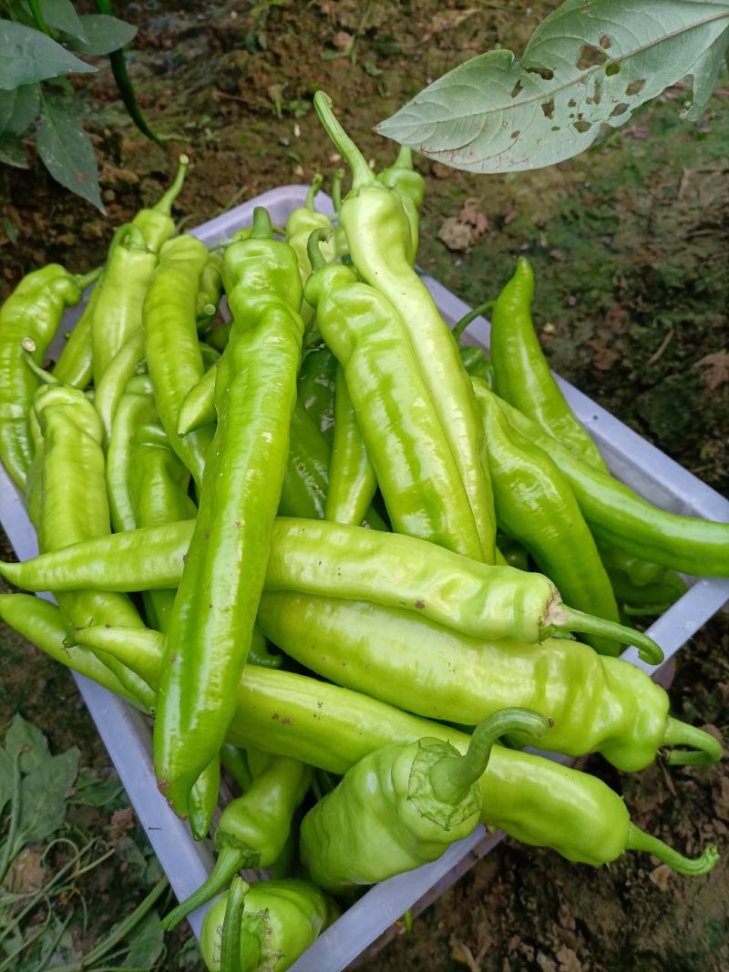 白菜，芹菜，青椒，花菜