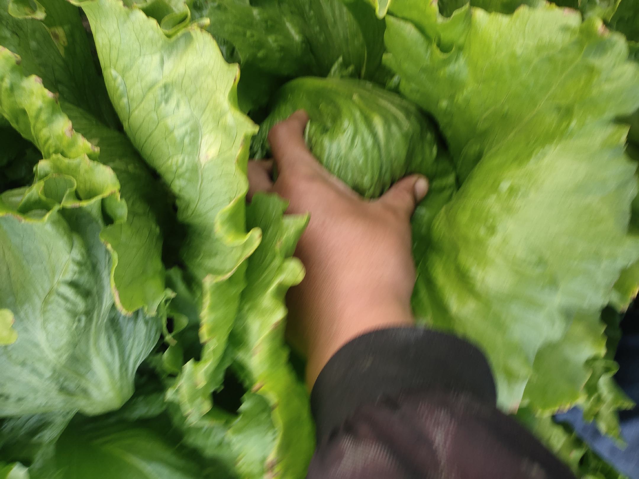 生菜采收示意图