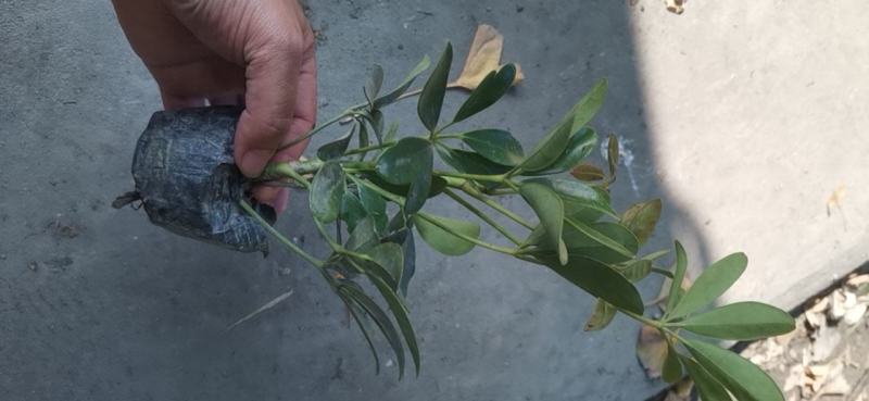 鹅掌柴鸭脚木大量供应中基地直大量上市品质保证欢迎采购