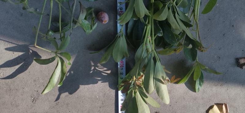 鹅掌柴鸭脚木大量供应中基地直大量上市品质保证欢迎采购