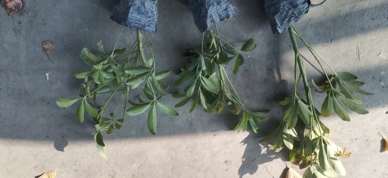 鹅掌柴鸭脚木大量供应中基地直大量上市品质保证欢迎采购