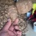 山东毛芋头8520，小奶芋。基地直发，可发物流。