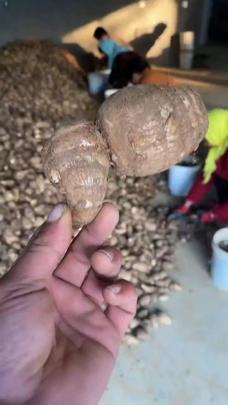 山东毛芋头8520，小奶芋。基地直发，可发物流。