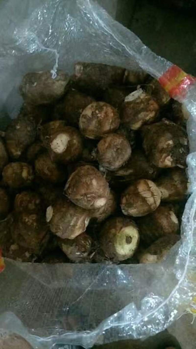 山东毛芋头8520，小奶芋。基地直发，可发物流。