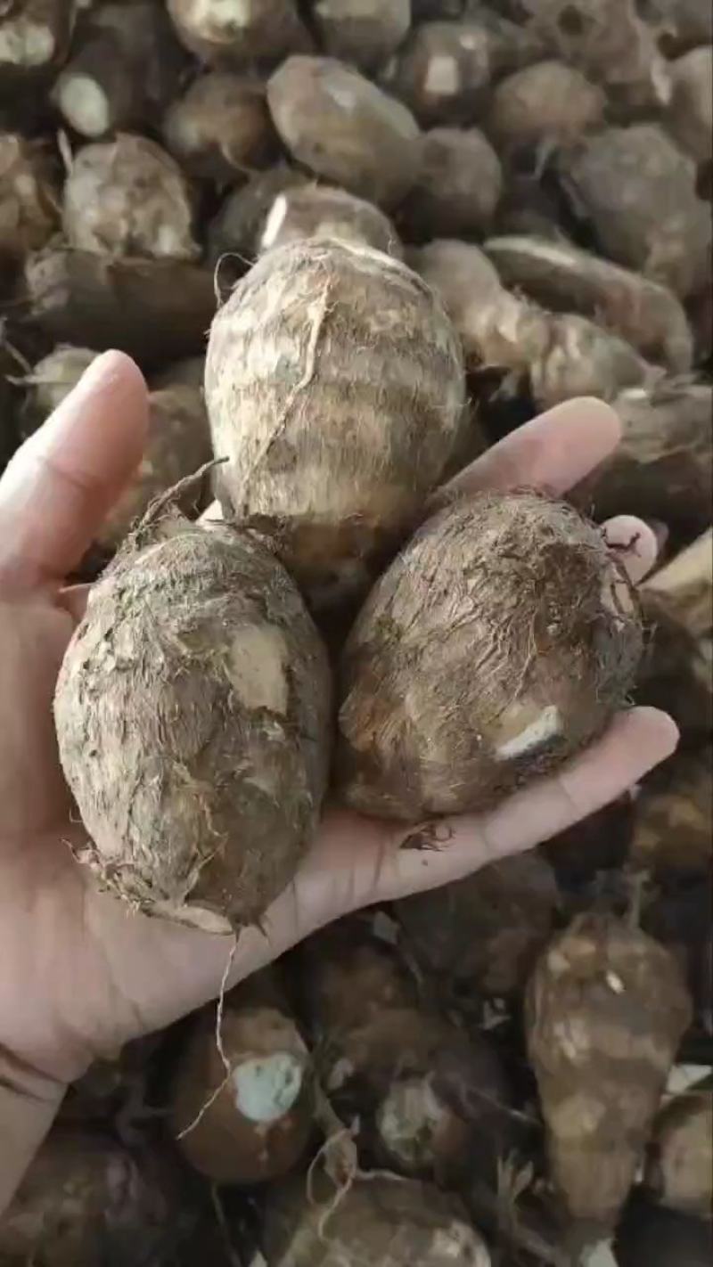 山东毛芋头8520，小奶芋。基地直发，可发物流。