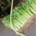 【芹菜】精品西芹大量上市中量大从优欢迎选购