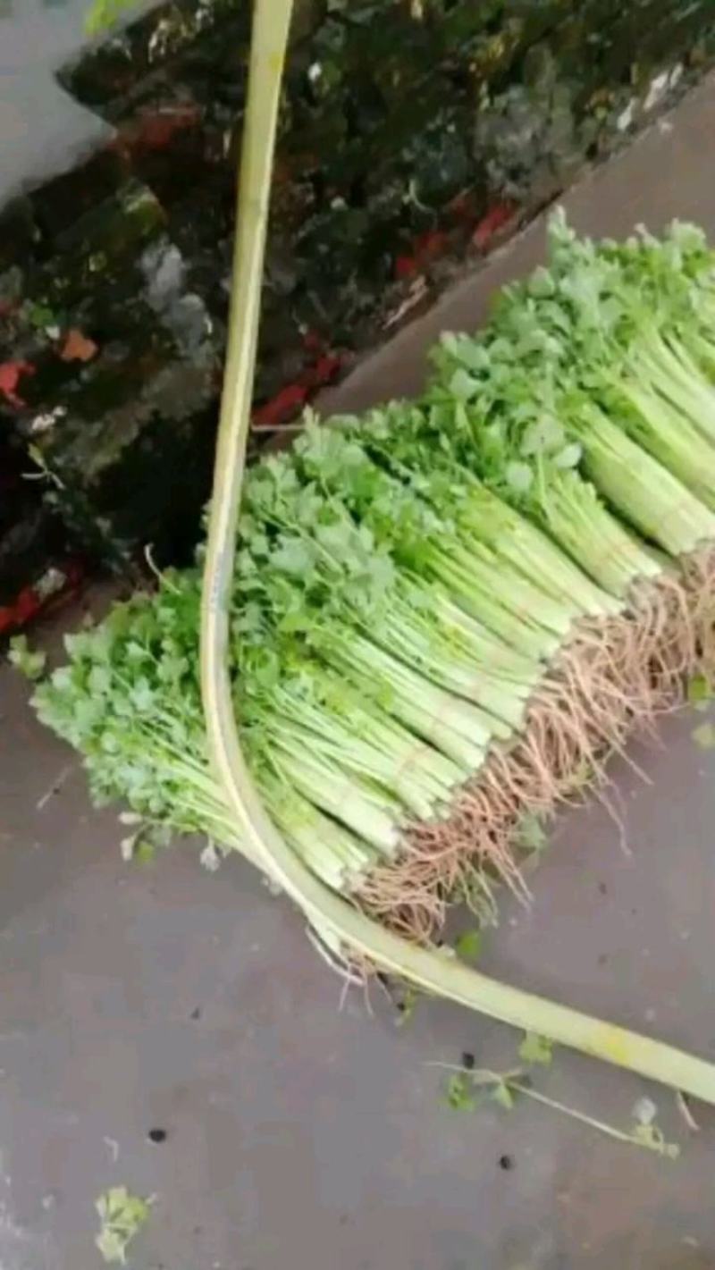 【芹菜】精品西芹大量上市中量大从优欢迎选购