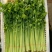【芹菜】精品西芹大量上市中量大从优欢迎选购