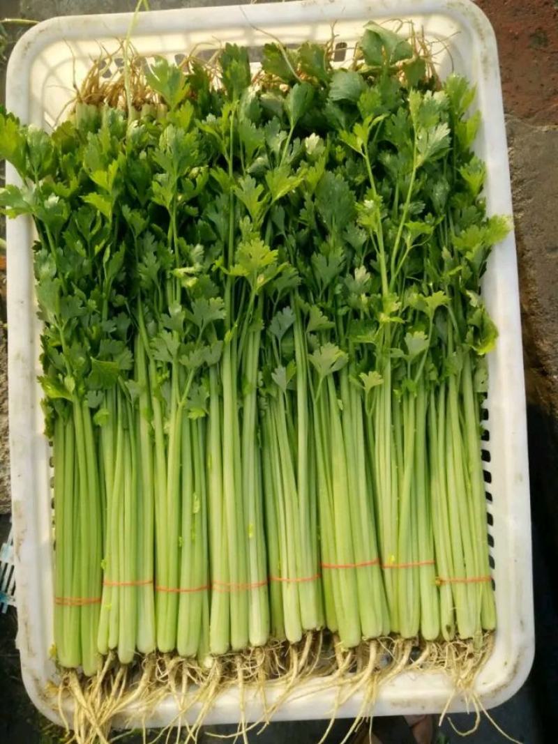 【芹菜】精品西芹大量上市中量大从优欢迎选购
