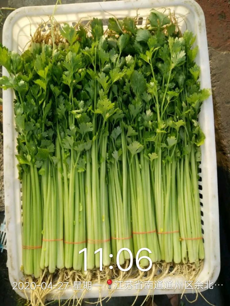 【芹菜】精品西芹大量上市中量大从优欢迎选购