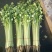【芹菜】精品西芹大量上市中量大从优欢迎选购