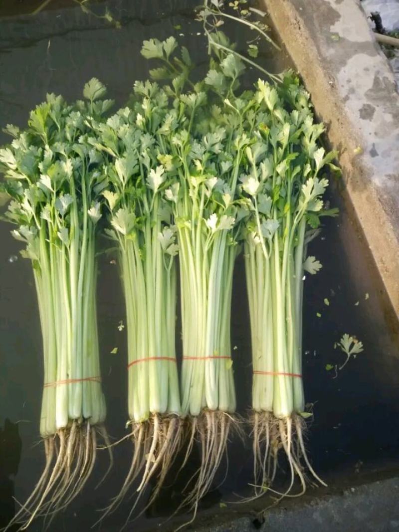 【芹菜】精品西芹大量上市中量大从优欢迎选购