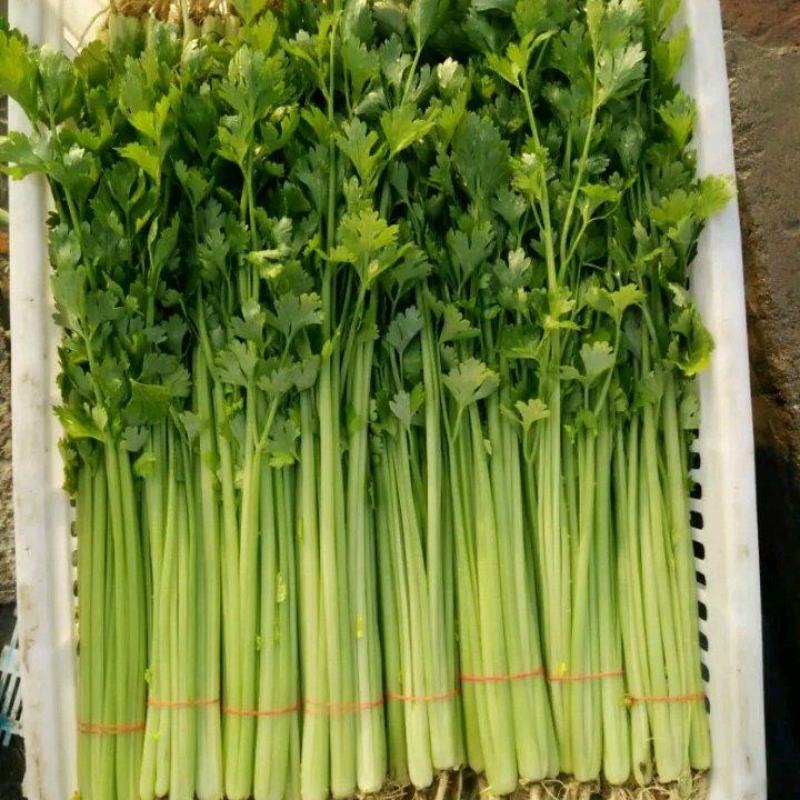 【芹菜】精品西芹大量上市中量大从优欢迎选购