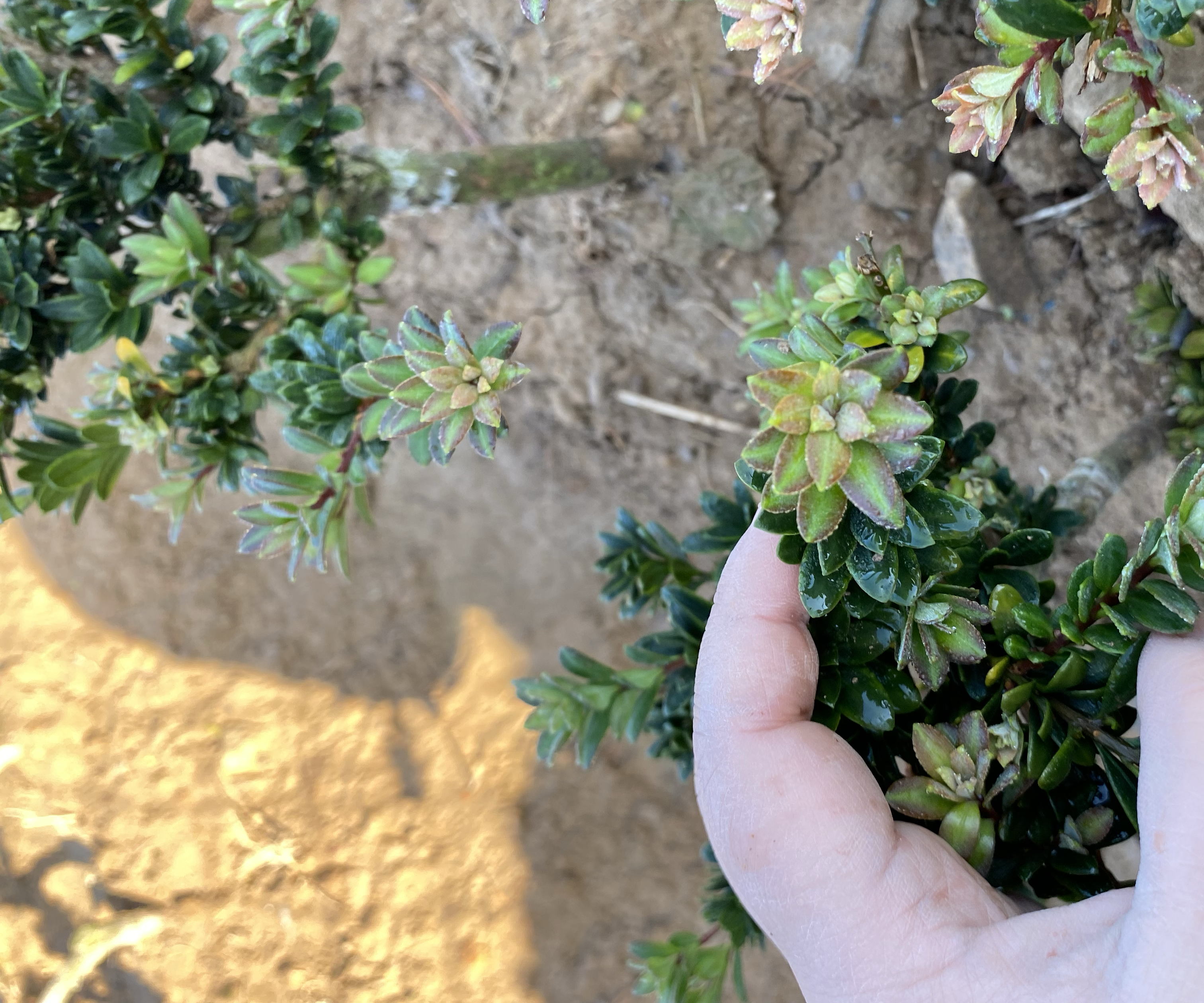 展示罗汉松在不同光照条件下的叶片颜色和生长状态 罗汉松在不同光照条件下的生长对比