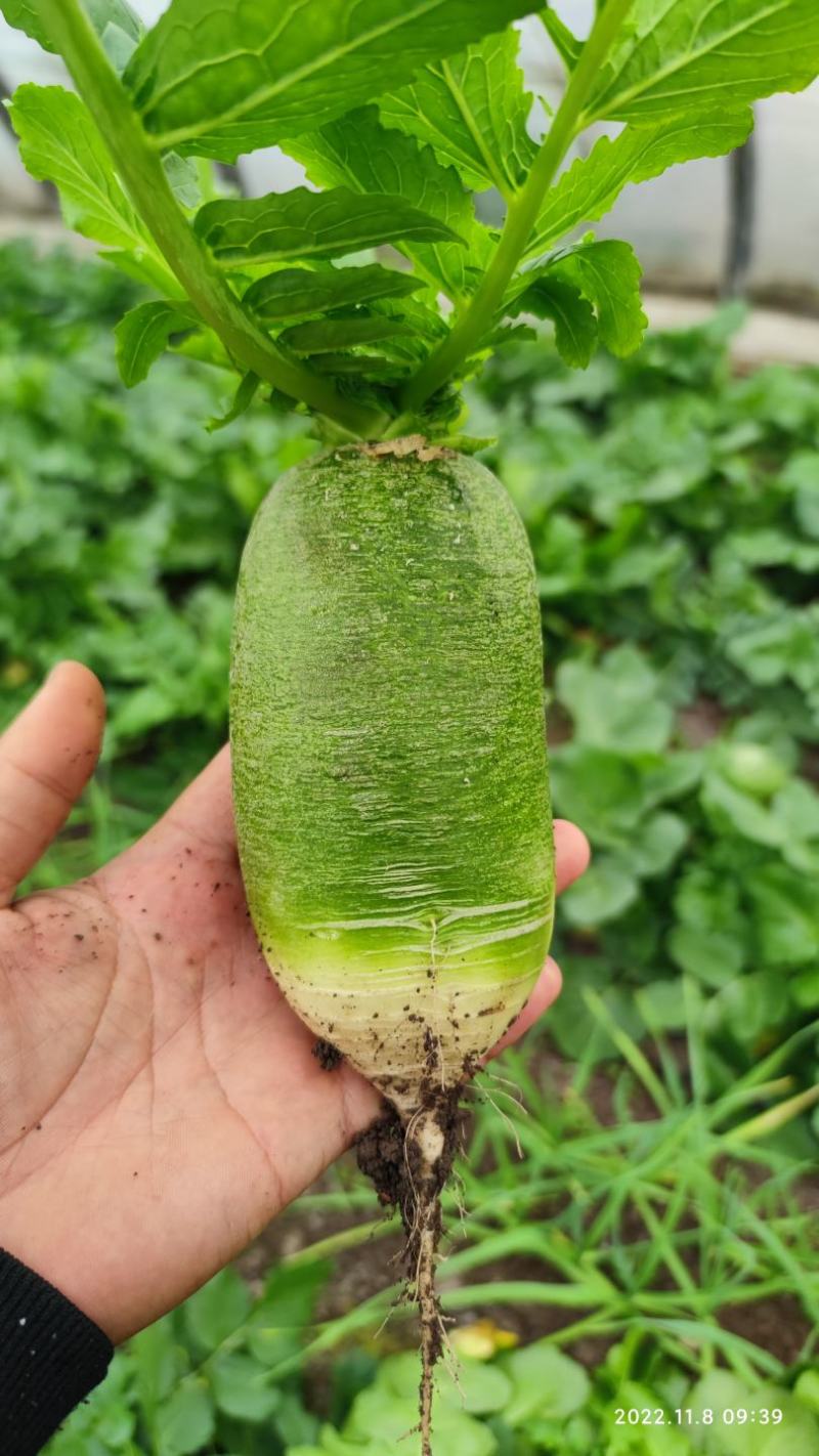 胖丫水果萝卜