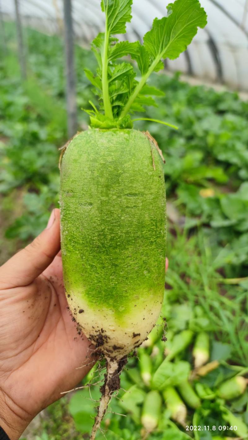 胖丫水果萝卜