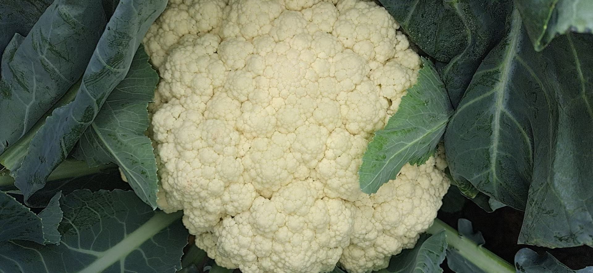 展示白菜花与西兰花、胡萝卜、菠菜等常见蔬菜在营养成分上的对比图表 白菜花与其他蔬菜的对比图