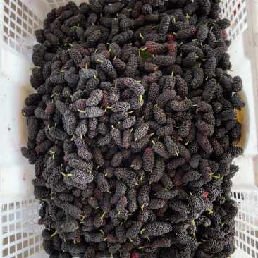 泡酒桑果