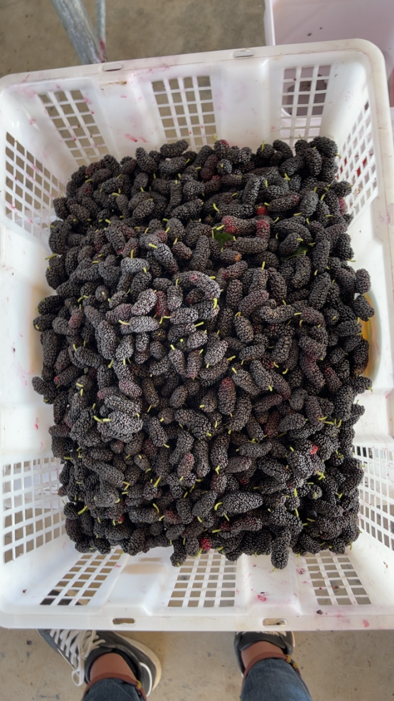 泡酒桑果