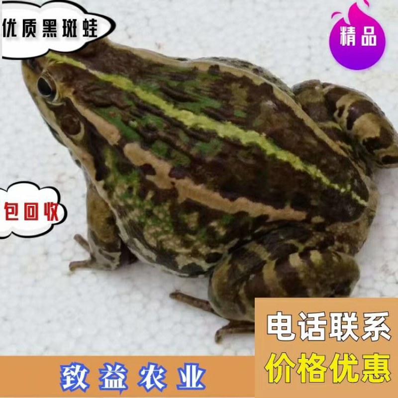 蛙稻鳅综合套养模式，八年养殖经验，免费送货上门