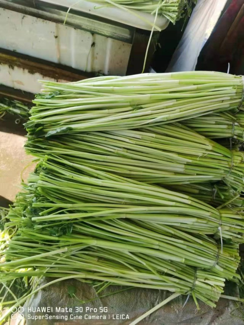踏哥农场精品水芹大量上市，欢迎各位老板来电选购！
