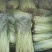 踏哥农场精品水芹大量上市，欢迎各位老板来电选购！