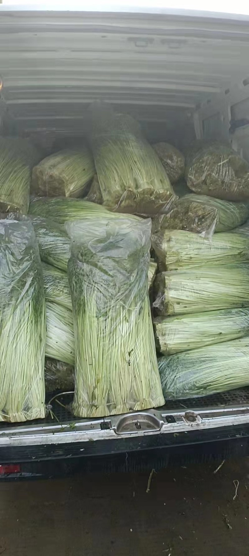 踏哥农场精品水芹大量上市，欢迎各位老板来电选购！