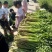 踏哥农场精品水芹大量上市，欢迎各位老板来电选购！
