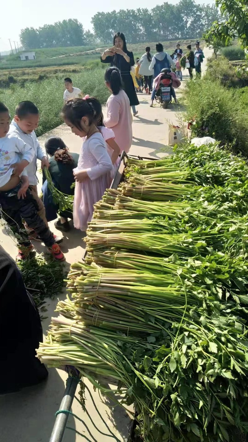 踏哥农场精品水芹大量上市，欢迎各位老板来电选购！