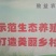 蛙稻鳅综合套养模式，八年养殖经验，免费送货上门