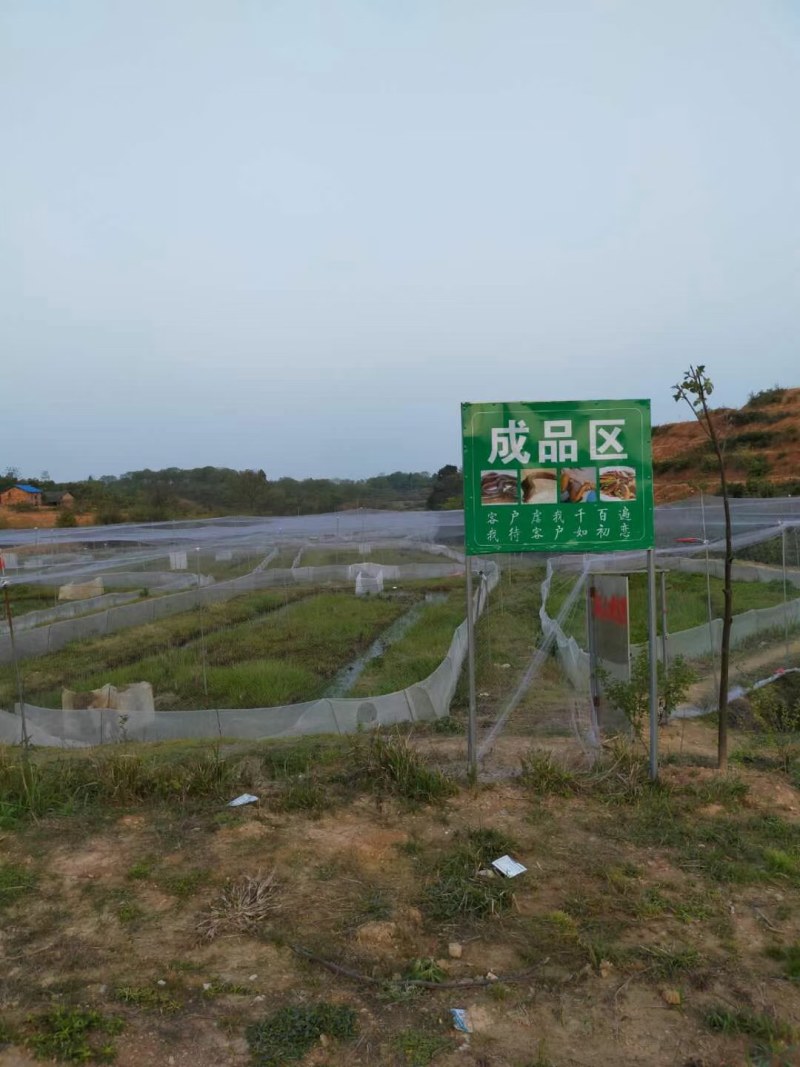 蛙稻鳅综合套养模式，八年养殖经验，免费送货上门