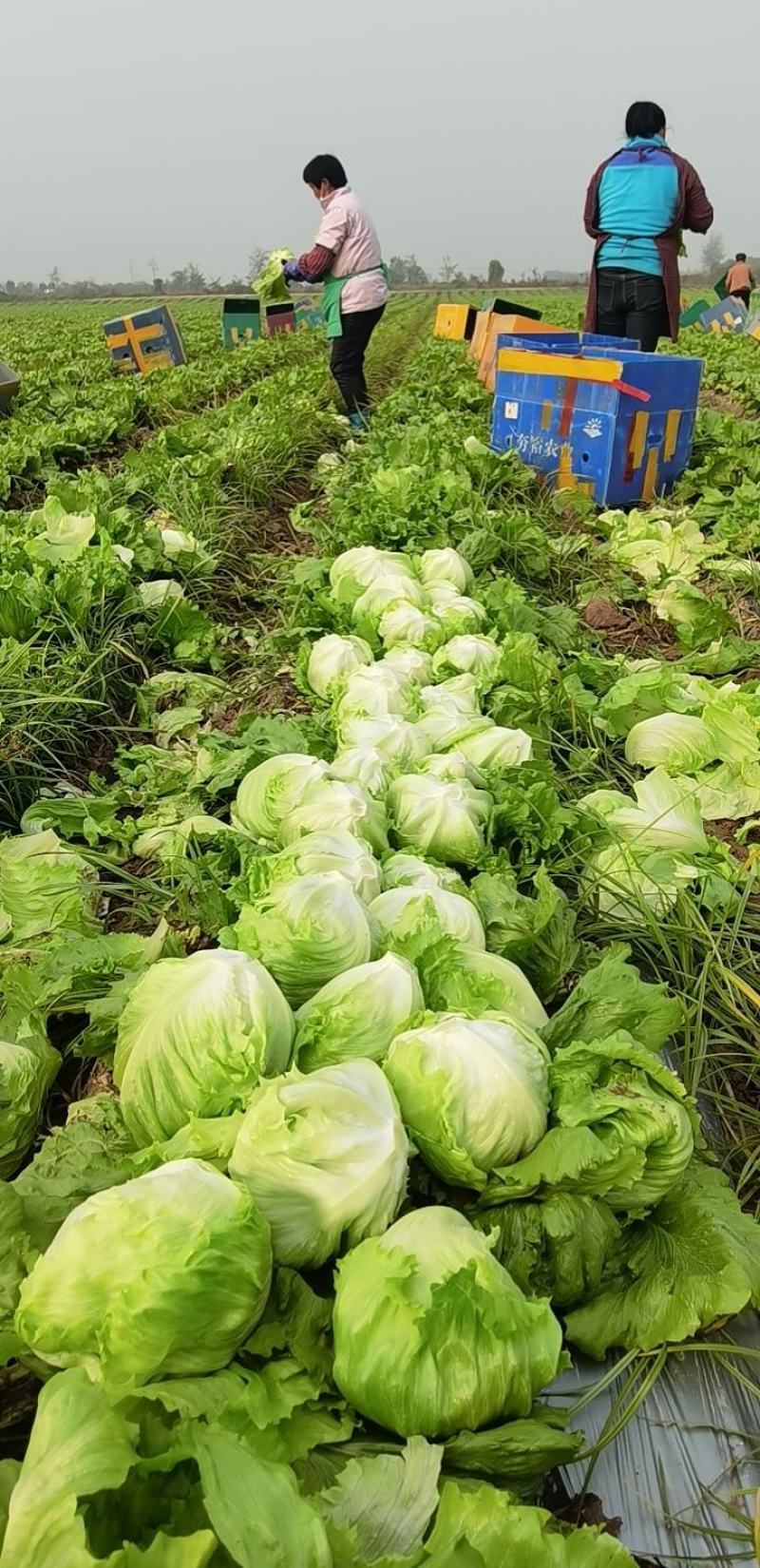 球生菜，圆生菜，生菜大量上市