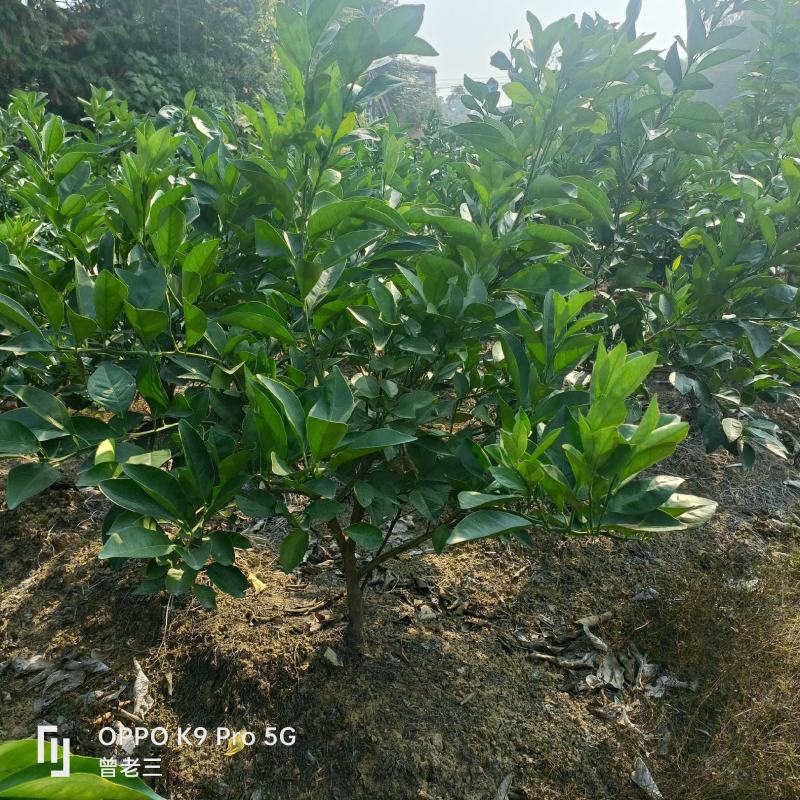 赣南脐橙苗，嫁接果树苗，中苗小苗橙子苗包邮