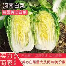 【精选】矮颗黄心菜456斤大量有货一手货源欢迎采购