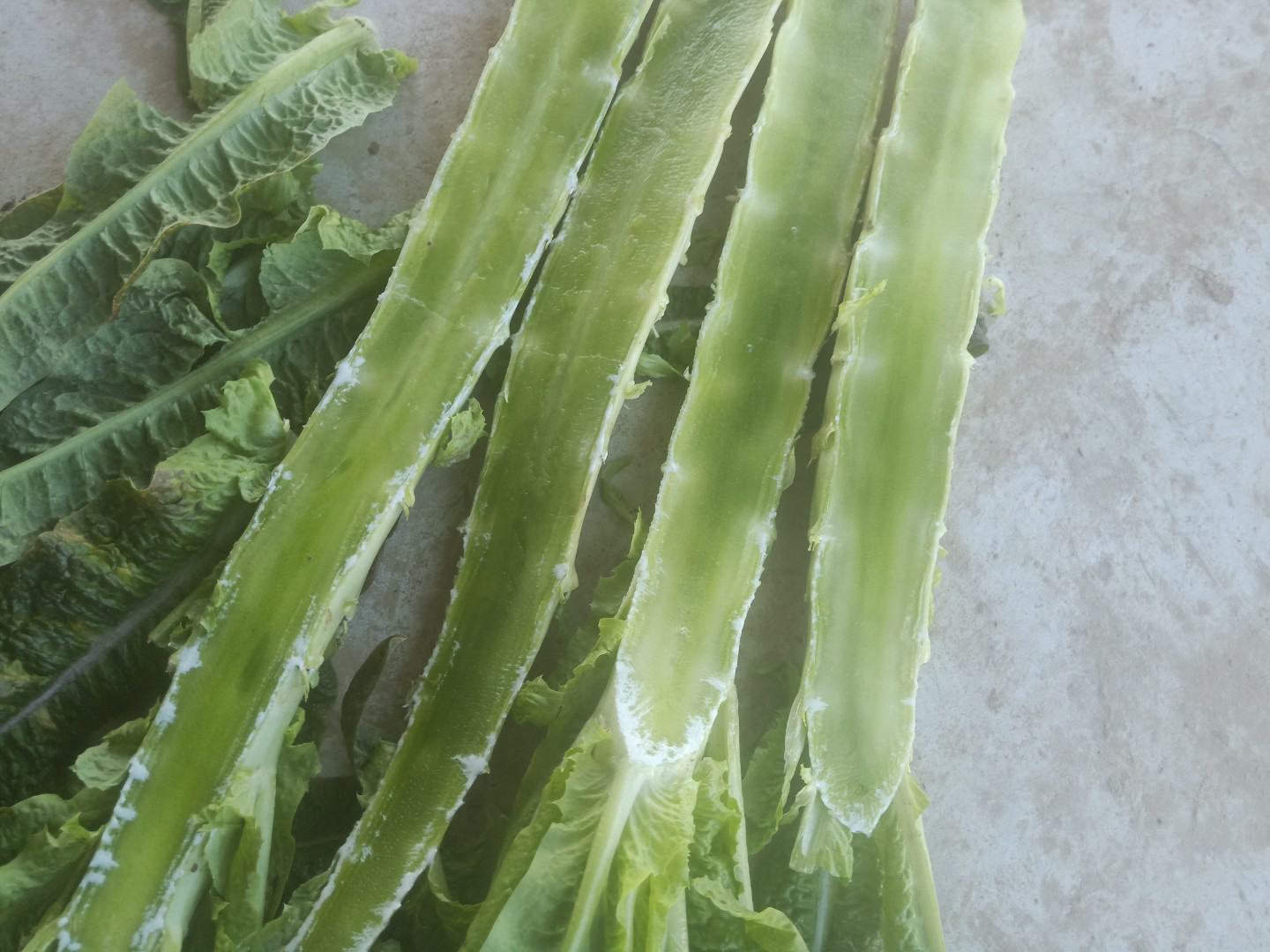 莴苣与莴笋的对比图