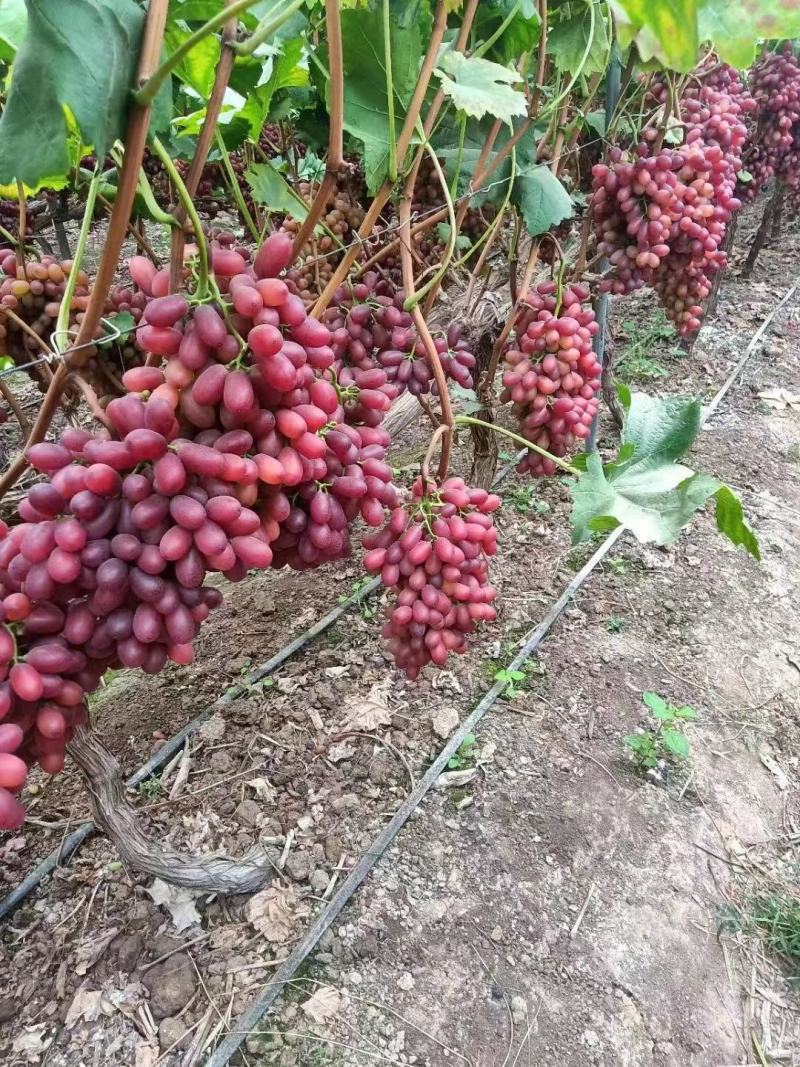 脆甜克伦生葡萄大量供应产地直发货源充足欢迎致电咨询