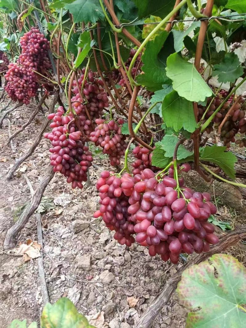 脆甜克伦生葡萄大量供应产地直发货源充足欢迎致电咨询