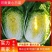 河北定州矮颗白菜/货源充足/品质保证/长期供应