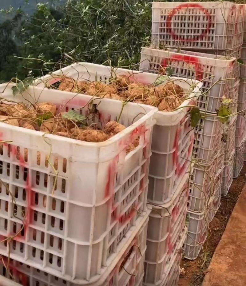 冕宁里庄土瓜（凉薯地瓜）