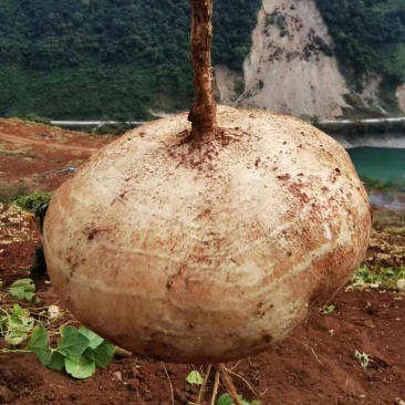 冕宁里庄土瓜（凉薯地瓜）