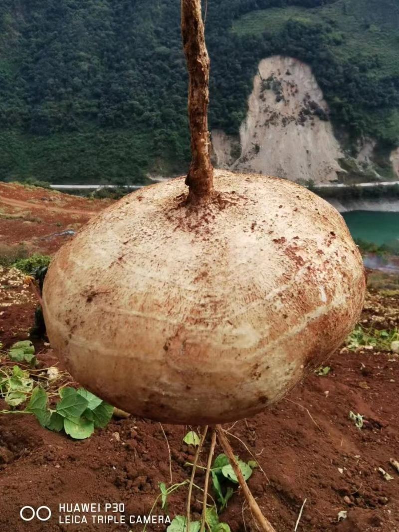 冕宁里庄土瓜（凉薯地瓜）