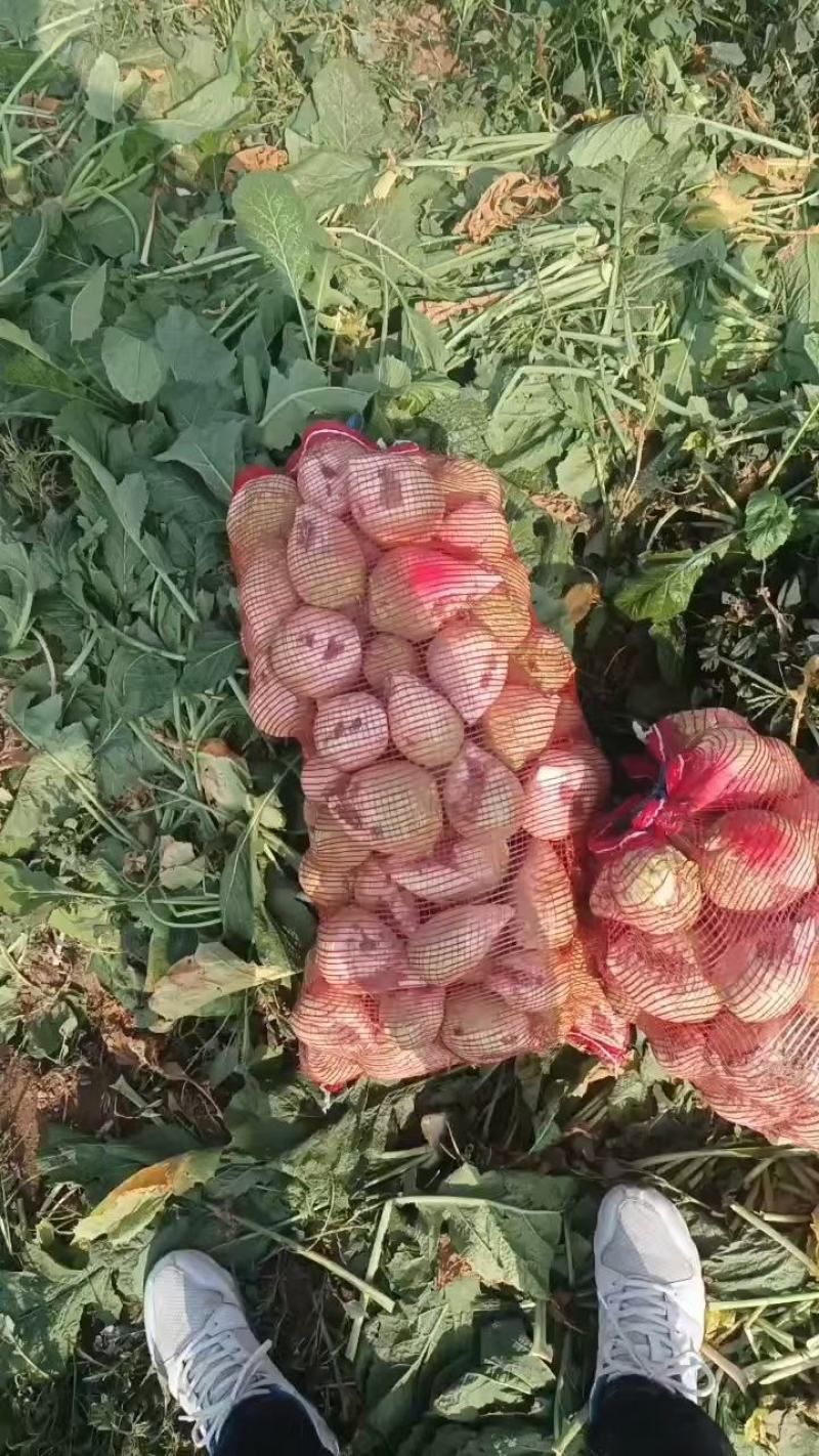 芥菜疙瘩笨疙瘩芥菜头光头芥菜洋大头疙瘩